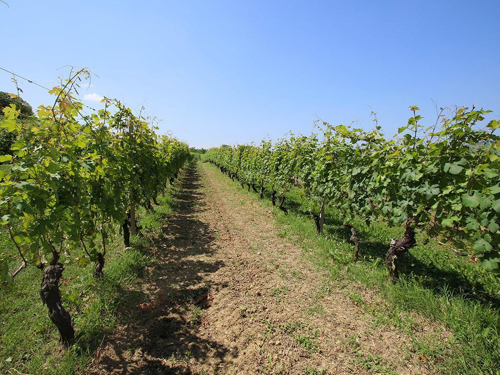 Tenuta Montanello B&B Castiglione Falletto Buitenkant foto