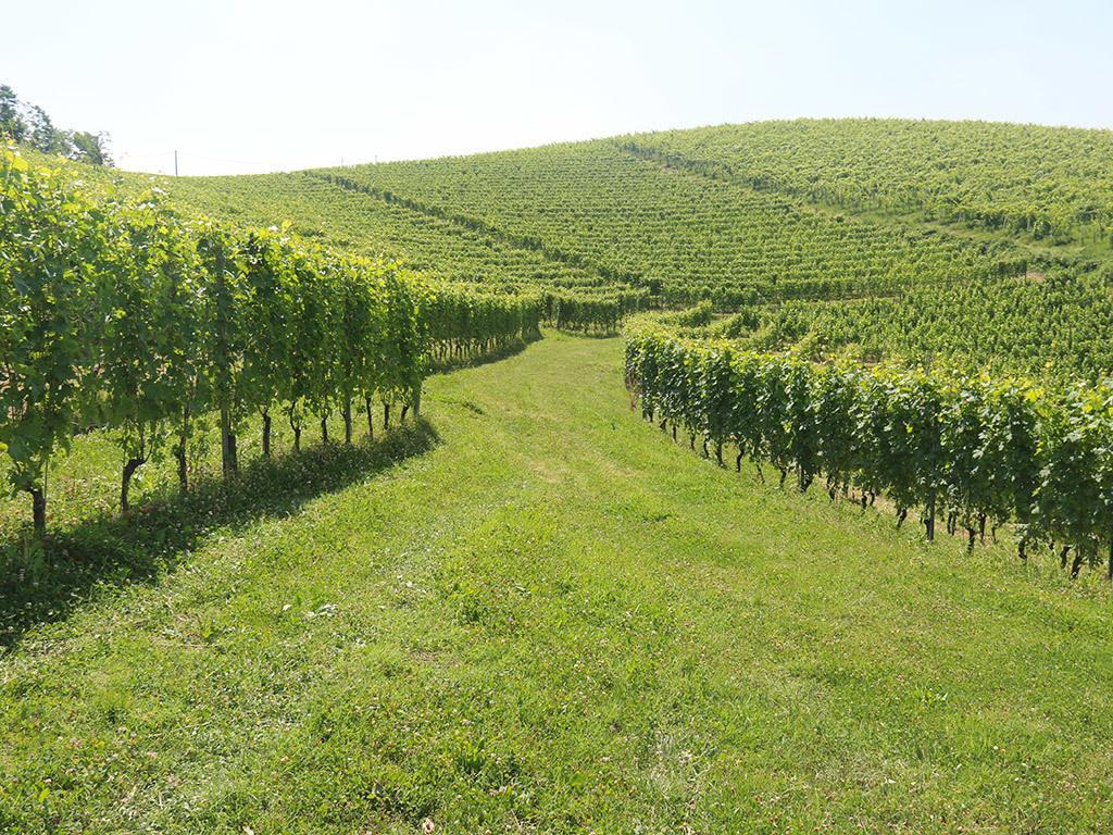 Tenuta Montanello B&B Castiglione Falletto Buitenkant foto