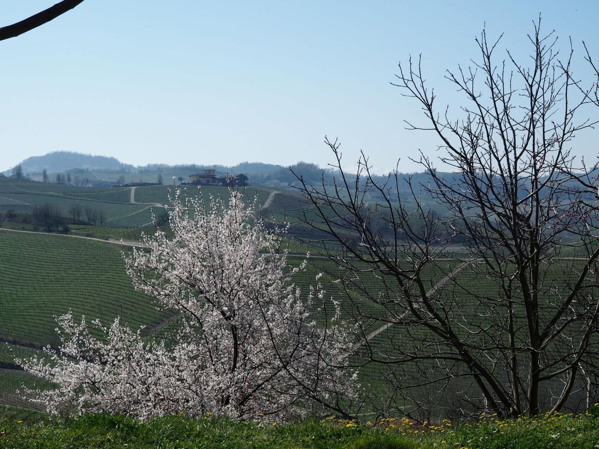 Tenuta Montanello B&B Castiglione Falletto Buitenkant foto