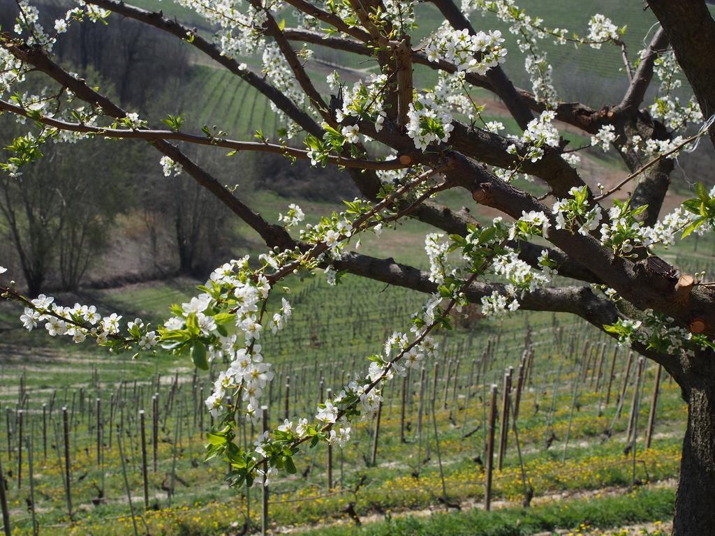 Tenuta Montanello B&B Castiglione Falletto Buitenkant foto